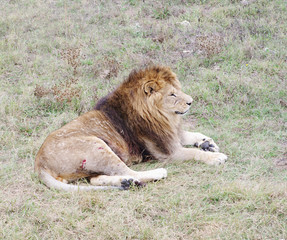 Dormant lion, Safari Park Taigan (lions Park), Crimea.