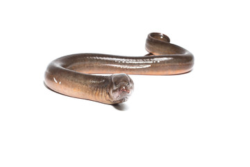 Fresh thailand eel on white background