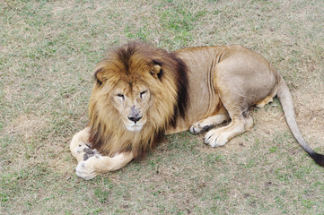 Lying  lion, Safari Park Taigan (lions Park), Crimea.