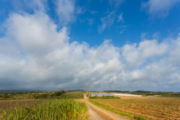 Obraz premium 南国のパイナップル畑