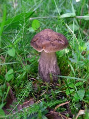 mushroom in the grass