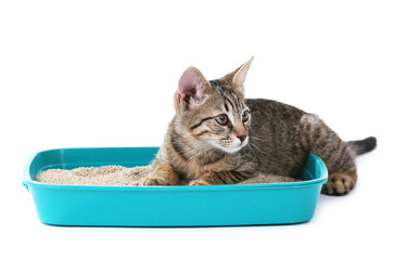 Cute kitten with tray of sand isolated on white