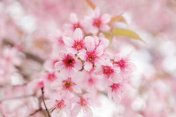 Beautiful pink colour cherry blossom