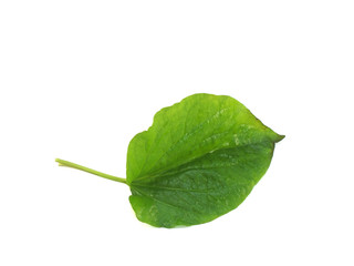 betel leaf isolated on white background