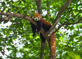 Crédence de cuisine en verre imprimé Panda Ours panda rouge paresseux dans l& 39 arbre