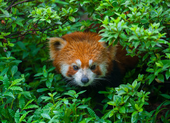 Red panda hiding