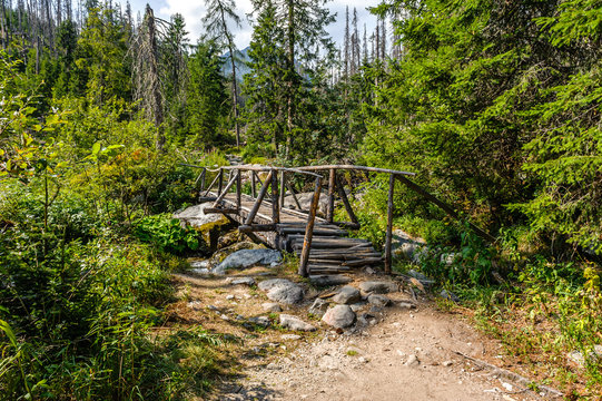 Wooden bridge and path in the forest