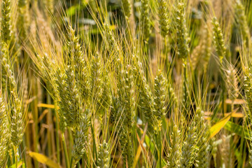 Gerstenfeld vor der Ernte