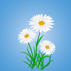 Daisywheels on blue background