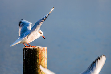 Möwe an einem See