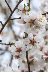 fleurs d'amandier