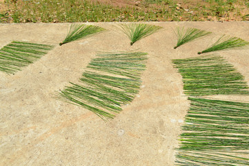 sun dried of green papyrus