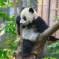 Obraz premium Cute panda bear climbing tree