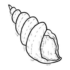 spiral shell