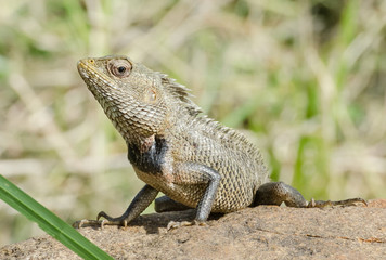 Little Dragon. Lizard in nature,