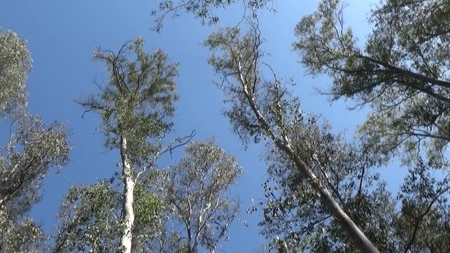 Copa de los arboles