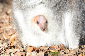 bébé wallaby