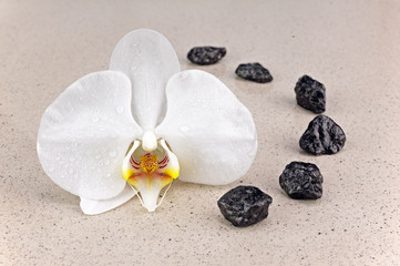 Black spa stones and white orchid flowers over nature background