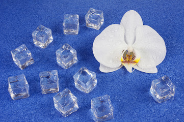 White orchid flowers and ice cubes over blue background.