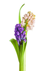 Bouquet from hyacinth flowers arrangement centerpiece isolated o