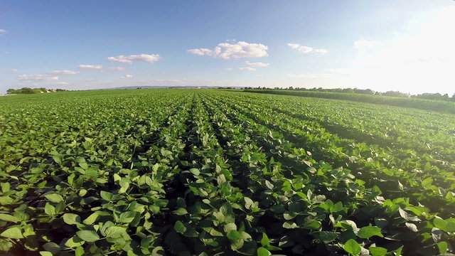 Aerial flight over soy plant field
