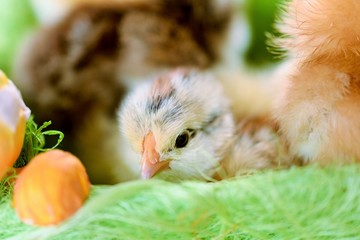 Baby chicken one day old