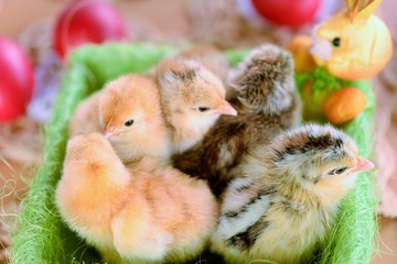 Baby chicken one day old