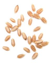 wheat grain