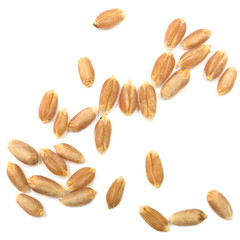 wheat grain