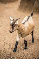 Pygmy Goat