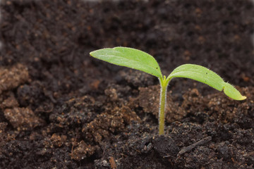 Close up young small green sprout
