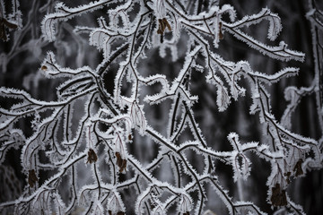 ice-covered branches