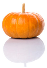 Pumpkin squash over white background