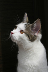white cat on the black background