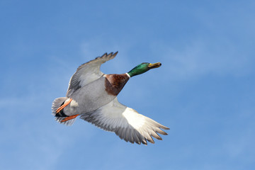 Mallard, Anas platyrhynchos