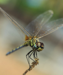 Dragonfly closeup