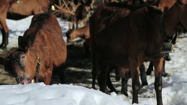Ziegen fressen Schnee