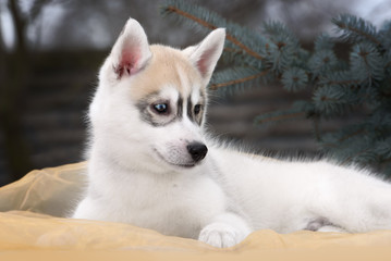 portrait of Siberian Husky puppy