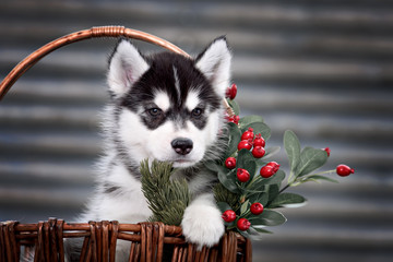 husky puppy in a basket