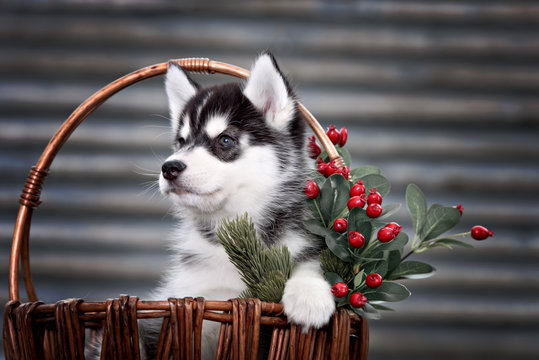 husky puppy in a basket