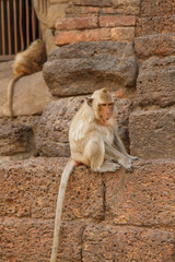 Monkeys at Prang Sam Yot temple in Lopburi