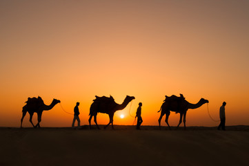 Silhouette camels in Thar desert © terkhomson