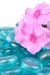 Pink Phlox Flowers with Blue Glass Stones Close-Up