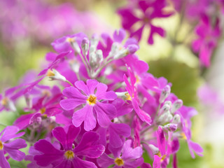 春の花壇のプリムラ