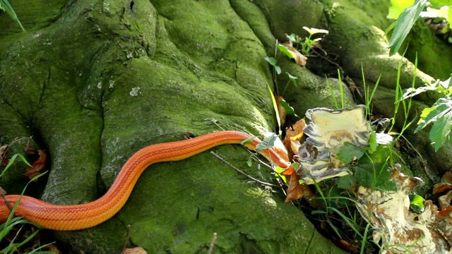 Albino Snake - Grass Snake - Ringelnatter on tree
