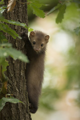 Beech Marten
