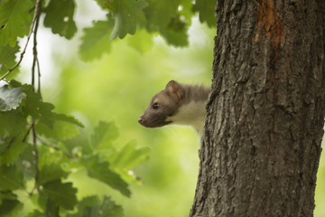 Beech Marten