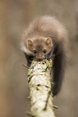 Beech Marten