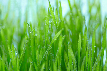 Fototapeta na wymiar Fresh grass with dew drops