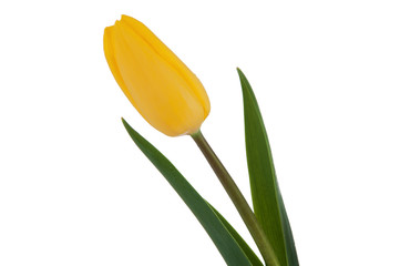 Yellow tulip isolated on white background.